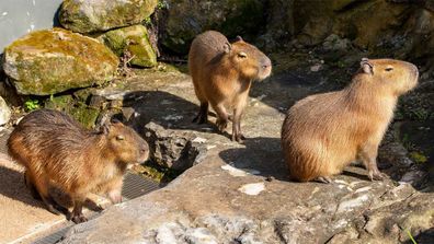 Taronga Zoo has welcomed five capybaras.