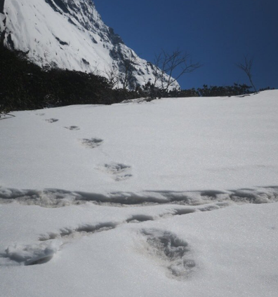 The Indian army have posted photos of what they claim are the mythical "Yeti's" footprints in the snow around Nepal's Makalu-Barun National Park.