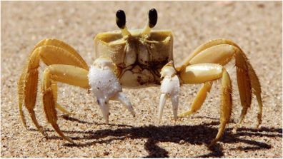 Scientists in the US have discovered a species of crab that uses teeth located inside its stomach to growl at enemies.