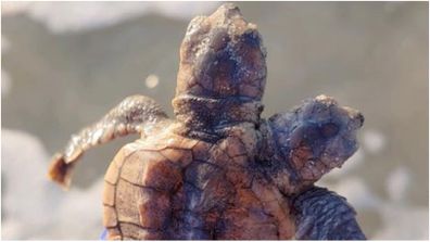 A rare two-headed turtle has been found on a South Carolina beach.