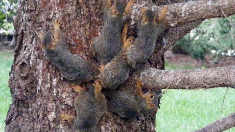 The tangled-up squirrels. (Craig Luttman)