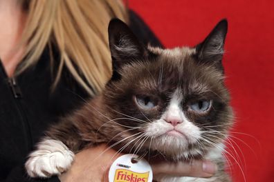 Grumpy Cat was seven when she passed away from complications from a urinary tract infection.