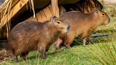 Capybaras are the world's largest rodents.