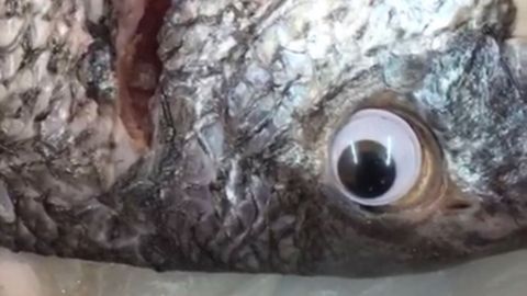A fish shop has reportedly been shut down after its owners were caught using googly eyes to make their stock look fresher. 